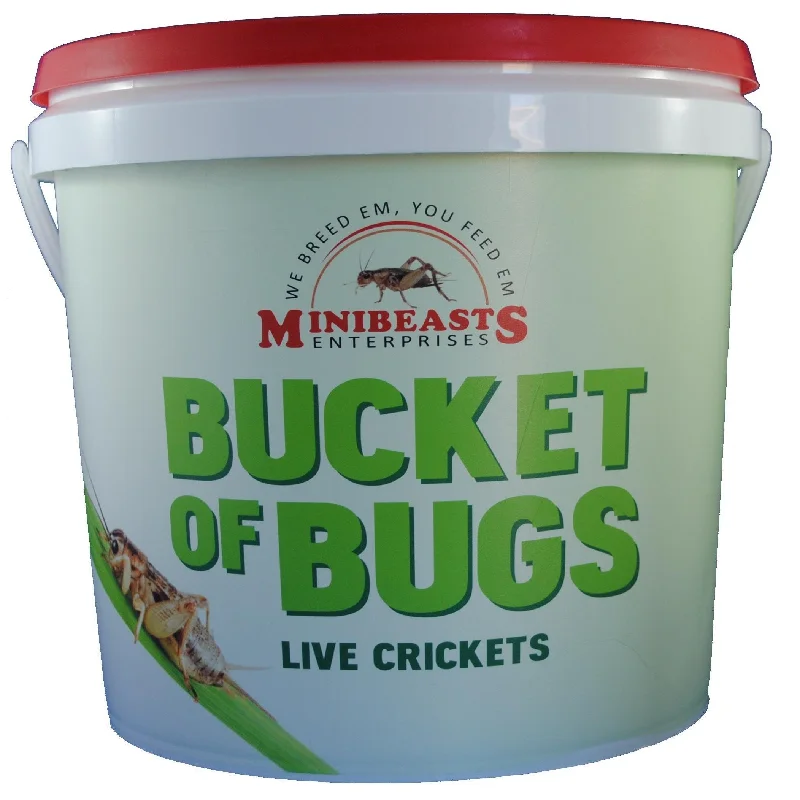 Minibeasts Bucket of Bugs Small Live Crickets